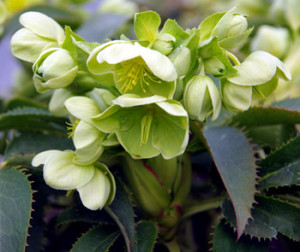 Helleborus argutifolius