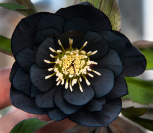 Helleborus x hybridus Double black