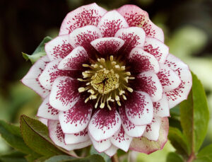 Helleborus x hybridus "Double white spotted"