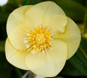 Primrose yellow with gold nectaries