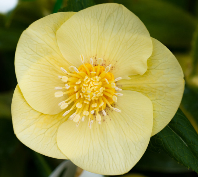 Helleborus x hybridus Primrose Yellow with Gold Nectaries