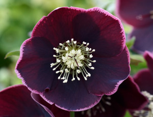 Helleborus x hybridus Reverse Picotee