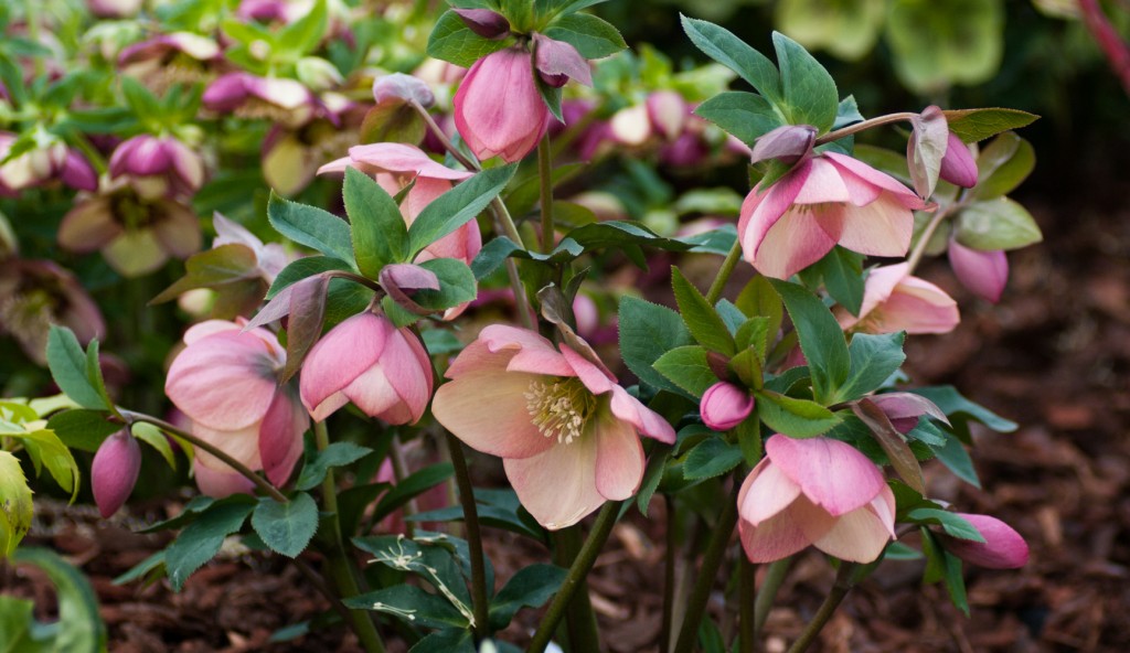 A lovely Helleborus x hybridus 'apricot peach' flowering in the Nursery, Winter 2012.