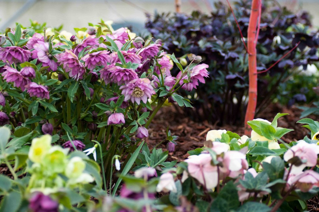 Part of our Hellebore display bed 