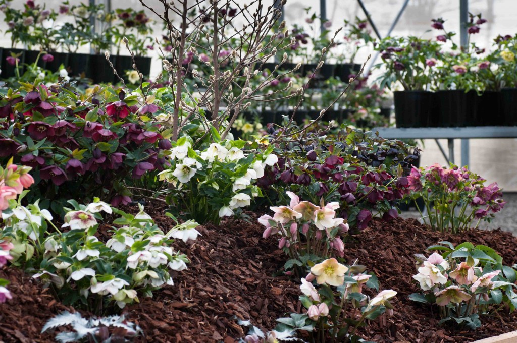 Part of our Hellebore display area for this seasons Open Days