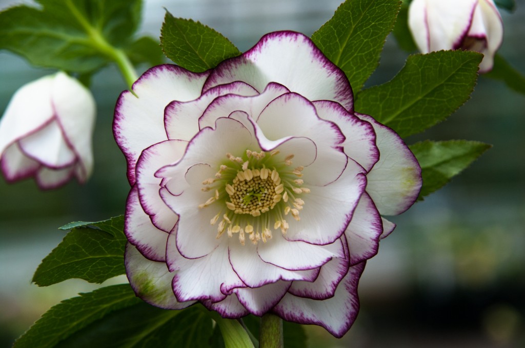 A particularly lovely Helleborus x hybridus 'Double Picotee'.