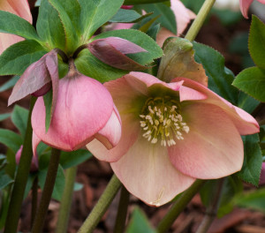 Helleborus x hybridus "Apricot peach"