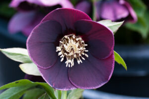 Helleborus x hybridus 'Reverse Picotee'