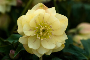 Helleborus x hybridus "Primrose yellow double"