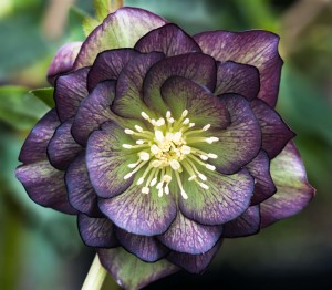 Helleborus x hybridus green purple bicolour