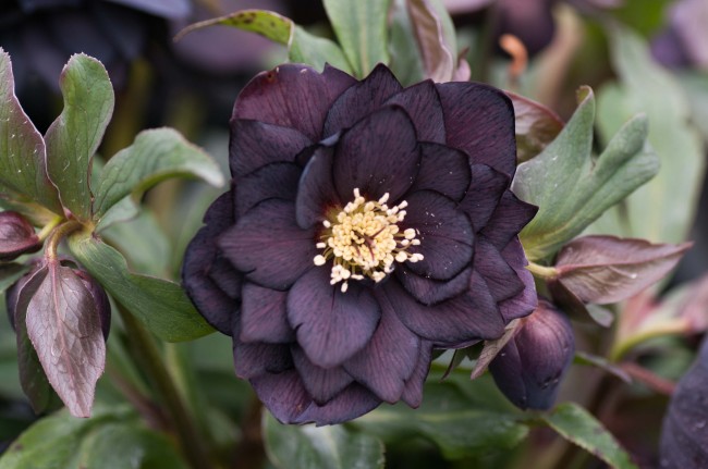 Helleborus x hybridus Double Purple