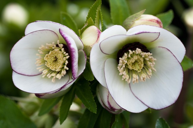 Helleborus x hybridus Picotee