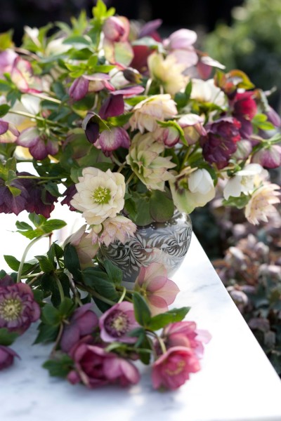 A lovely composition of Hellebore flowers taken by Simon Griffiths at Post Office Farm.