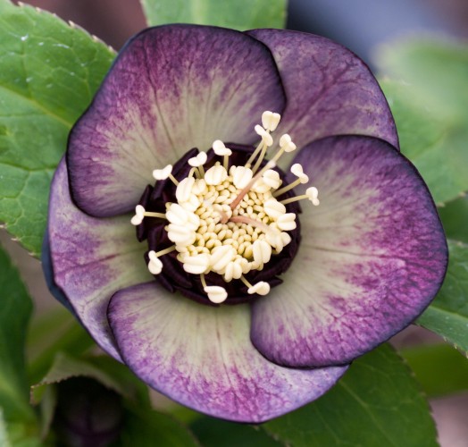 Helleborus x hybridus 'atrorubens hybrid'