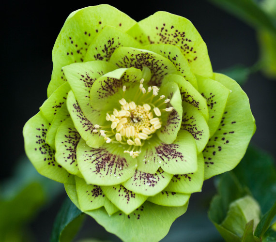 Helleborus x hybridus 'Double Green'