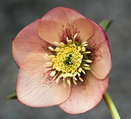 Helleborus x hybridus 'apricot peach spotted'