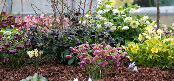 A section of our Hellebore display beds at their peak during last years Open Days