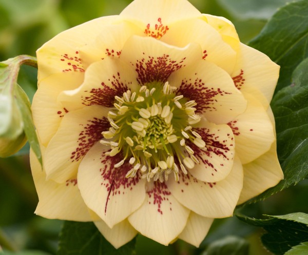 Helleborus x hybridus 'Double yellow spotted'