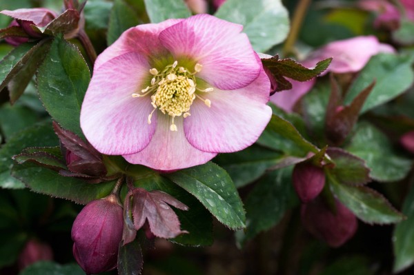 Helleborus x hybridus 'Pale Pink'