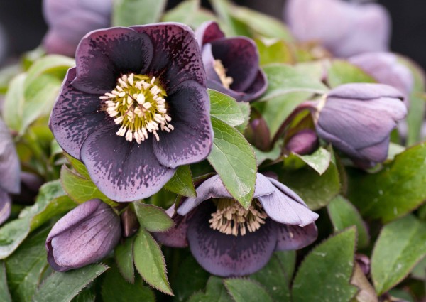 Helleborus x hybridus 'Slate Spotted'