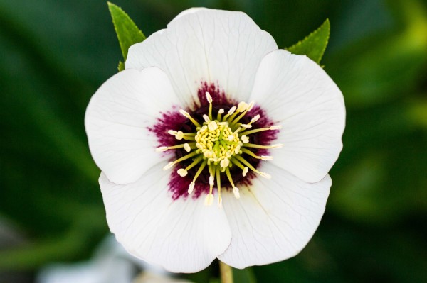 Helleborus x hybridus white red centre