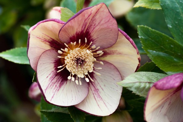 Helleborus x hybridus yellow picotee with gold nectaries