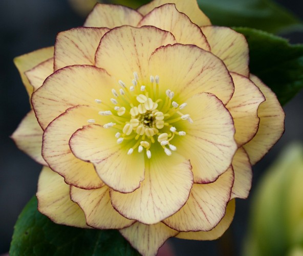 Helleborus x hybridus double primrose picotee