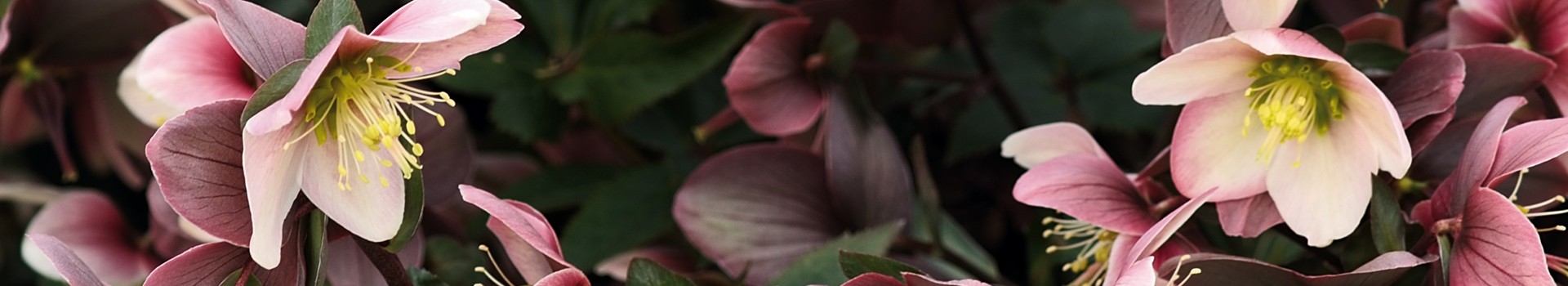 Helleborus Niger and its hybrids