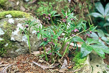 Acaulescent Species