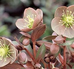 Helleborus lividus