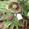 Helleborus torquatus - Image 3