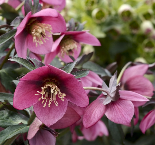 helleborus x hybridus single flowered forms post office helleborus x hybridus single flowered forms post office