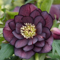 Double Purple
