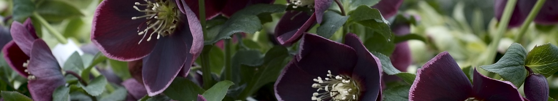 Helleborus x hybridus selections