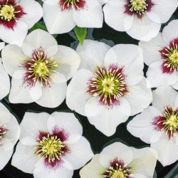 White Red Centre