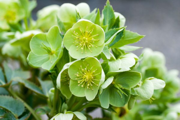 H. argutifolius