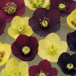 Woodland 'Bold' Mix