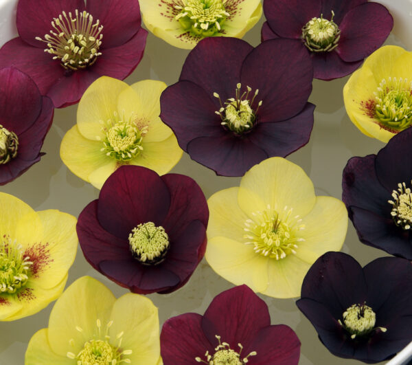 Woodland 'Bold' Mix