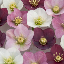 Woodland 'Classic' Mix