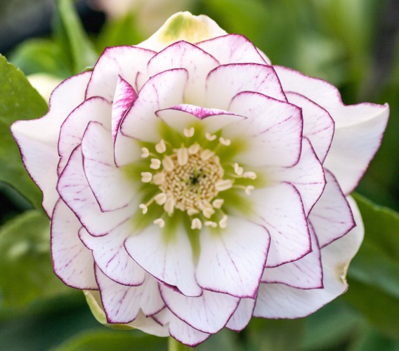 Helleborus x hybridus double picotee