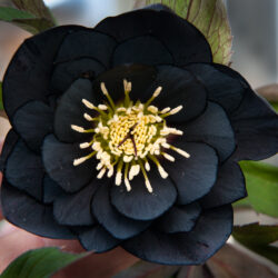 Double Black
