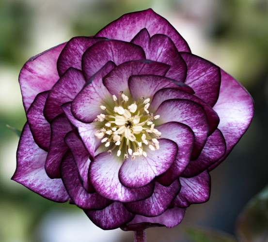 helleborus x hybridus double flowered forms post office pink office
