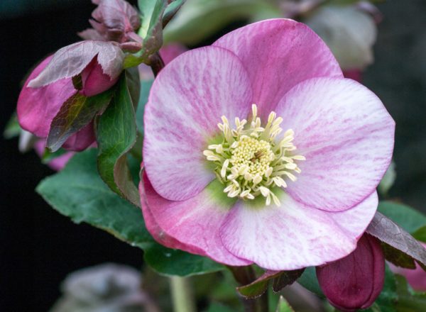 Pale Pink