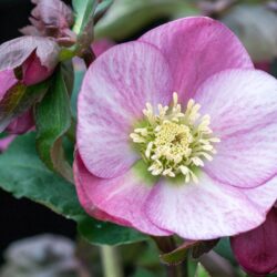 Pale Pink