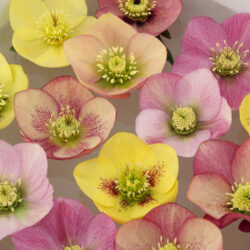 Woodland 'Pastel' Mix