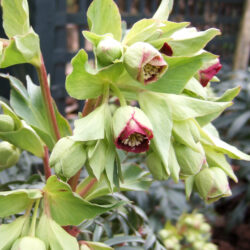 H. foetidus 'Red Silver'