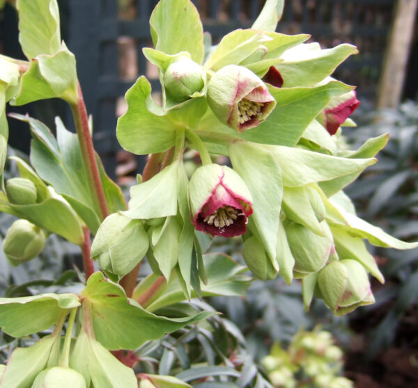 H. foetidus 'Red Silver'