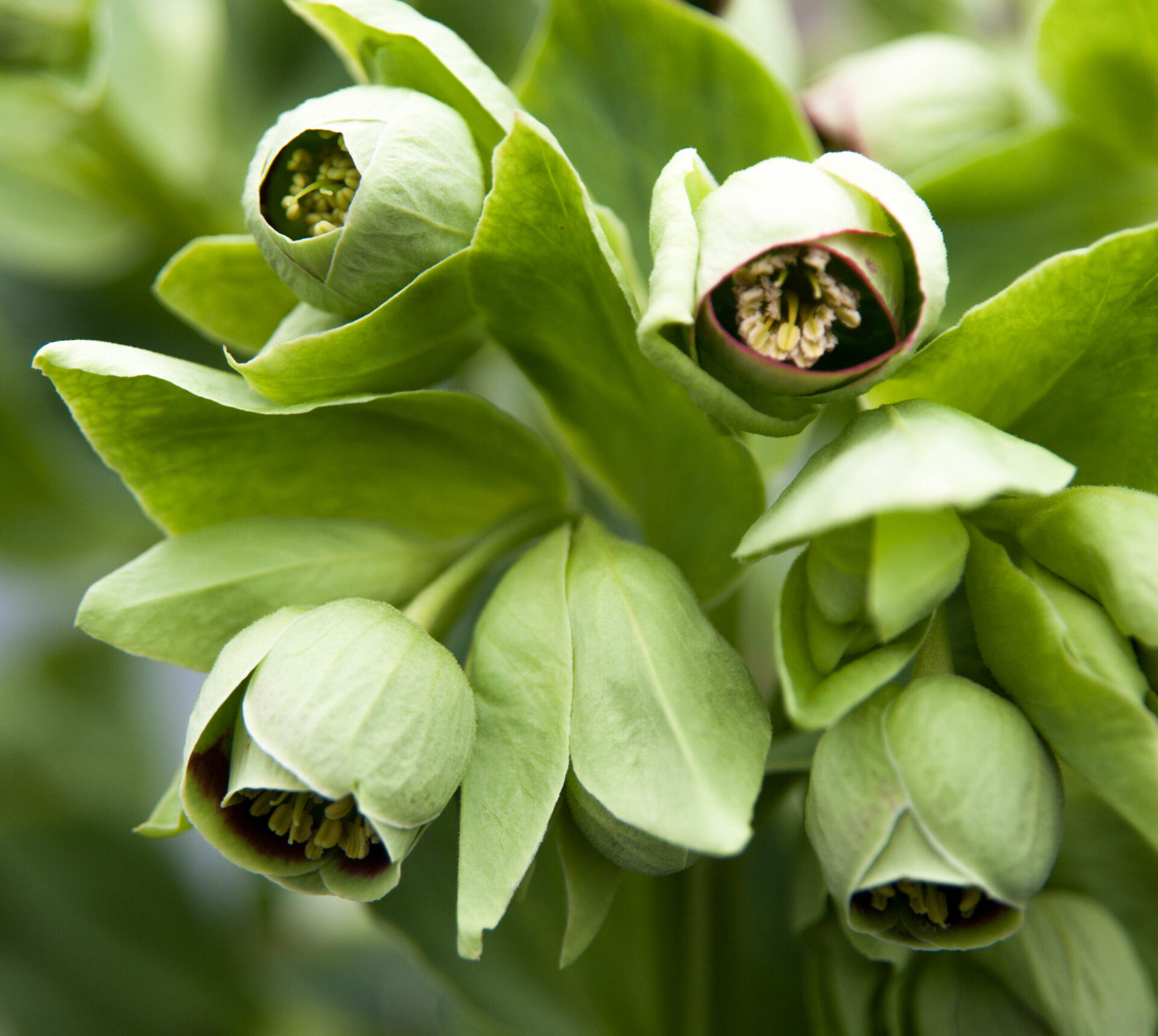 H. foetidus 'Siena'