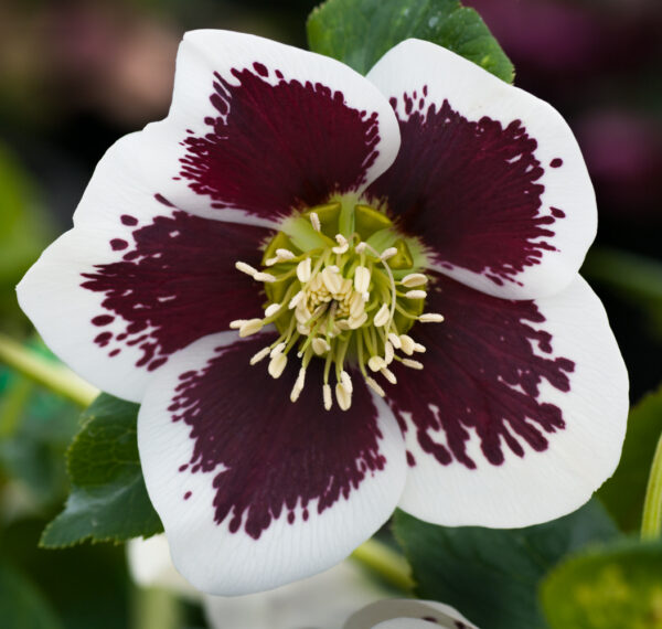 White Blotched