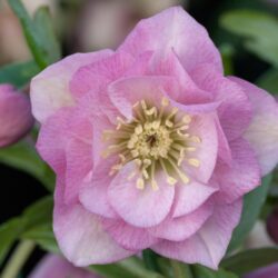 Double Pale Pink